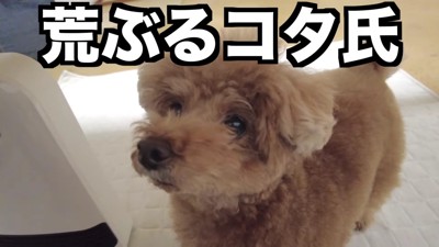 「まだ！？まだ！？」