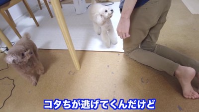 「謝らないと許さないよ！！」