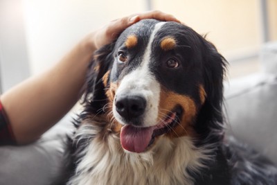 頭を撫でられている犬