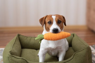 にんじんのおもちゃと犬