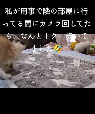 「飼い主さんはどこかな？」