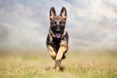 走っている犬
