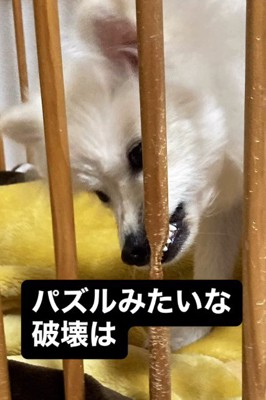 いたずらが豪快!!