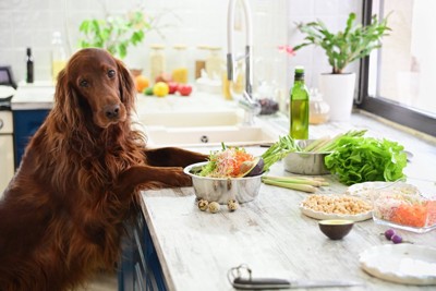 キッチンをのぞく犬