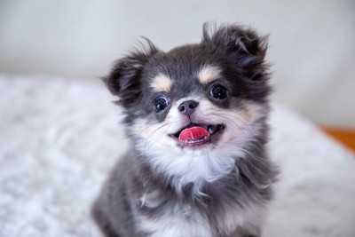 笑顔の子犬