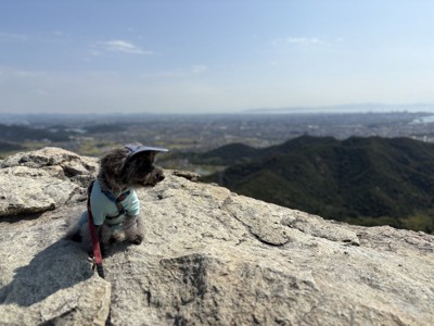 山頂からの景色と犬