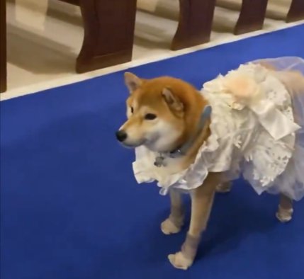 素敵なドレス