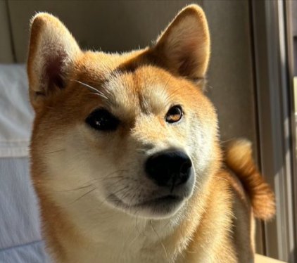 凛々しい