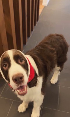 サンタごっこをするププくんと女の子2