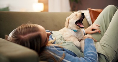 お腹の上に乗る子犬