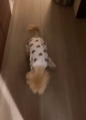 歩き出す犬