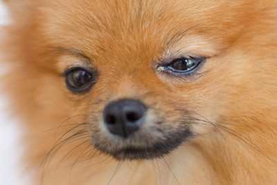 不満そうな犬