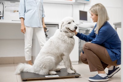 病院で体重計に乗る犬