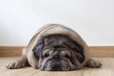 床に伏せている太った犬