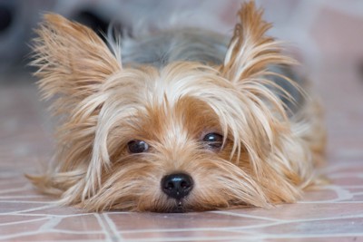 不満そうにうつ伏せになる犬