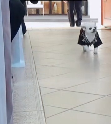 リングドッグを務めたことも