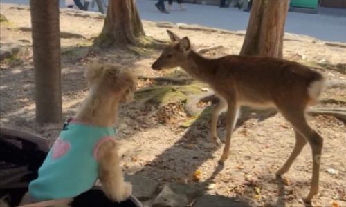 子犬のような
