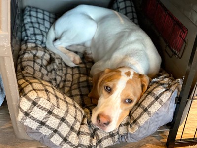 ハウスの中でいじける犬
