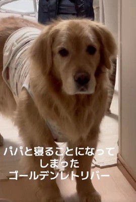 パパもきっと優しいよ！