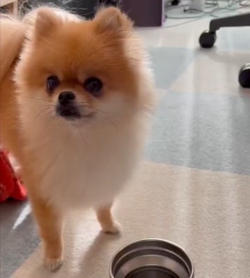 飼い主さん