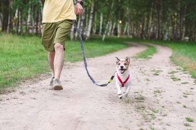 散歩中にランニングする犬