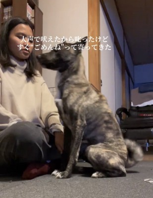 飼い主の前でお座りする犬