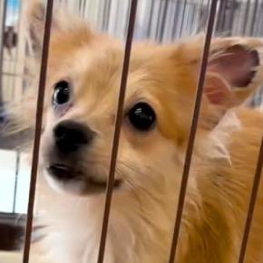 『育児との両立が難しい』と手放された犬→保護後、重度の病気を発見して…涙あふれる『216日間の物語』に反響「出会いに感謝」「泣いた」