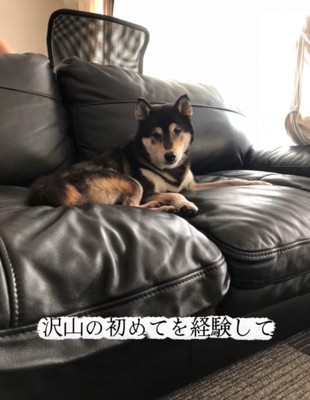 ソファの上でくつろぐ老犬