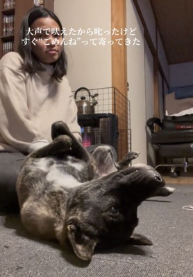 仰向けで上目遣いをする犬