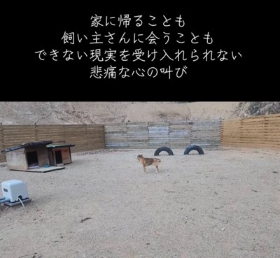彷徨い歩く犬