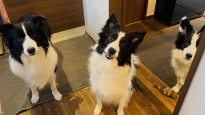 ボーダーコリー