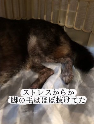 老犬の足元