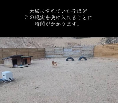立ち止まる犬