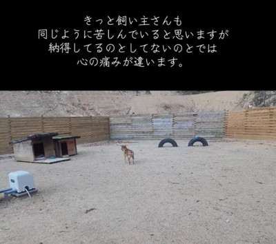遠吠えする犬