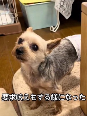 家族に要求吠え