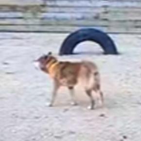 飼い主が高齢のためシェルターに来た『盲目の犬』→現実を受け入れられなくて…あまりにも切ない行動に思わず涙「泣いた」「胸がしめつけられる」