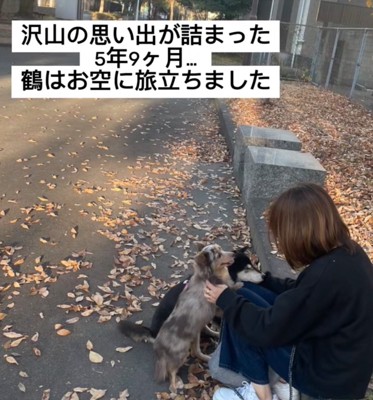 2匹の犬と女性