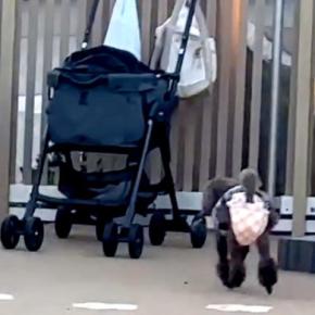 犬を遊ばせるため『ドッグラン』に連れて行った結果→思っているのと違う『まさかの光景』が26万再生「帰る気満々で草」「すごいジャンプ力w」