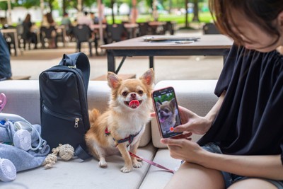 チワワの写真を撮る