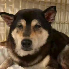 孤独死した主人を『2週間も待ち続けた老犬』→ボロボロの状態で保護して…まさかの『涙あふれる変化』に反響「全然違う」「心から感謝」