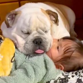 女の子の上で犬が眠ってしまったので、助けようとした結果…思っていたのと違う『まさかの光景』が7万再生「ふたりとも可愛い」「めんこい」の声