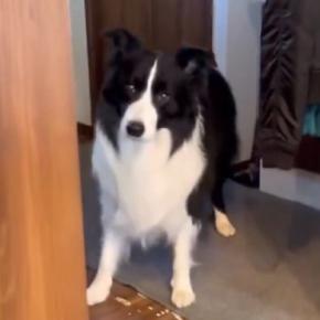 犬と『お風呂に入る約束』をした翌日→すっかり忘れていて…『まさかの行動』が賢すぎると58万表示「もう社会人なれるだろ」「天才、びっくり」