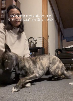 そっと体を寄せる犬