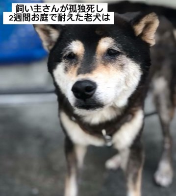 悲しそうな老犬