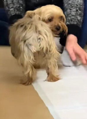 どこか寂し気…