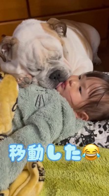 犬に体の上に乗られてジッとしている女の子