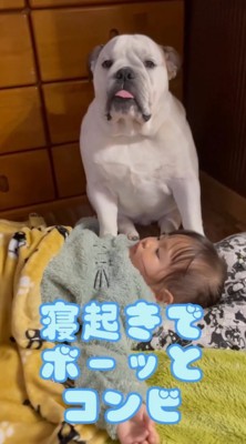 寝ぼけながら遠くを見つめる犬