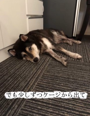 ケージの外で横になる老犬