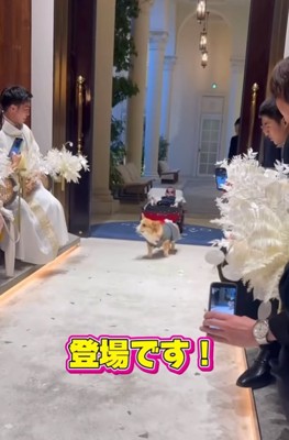 式場へ入ってくる中型犬