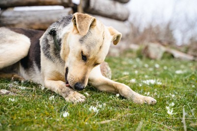 足を舐めるのをやめられない犬